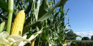 El-Bayadh: Une superficie de 170 hectares cultivée en maïs jaune