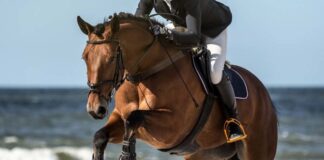 Equitation: Le concours national « trophée fédéral » de saut d’obstacles du 28 au 30 novembre à Tipaza