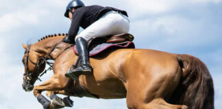 Equitation: Championnat d’Algérie d’endurance élites et jeunes cavaliers samedi à Baraki