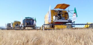Ghardaïa: Convention entre une trentaine de céréaliculteurs et la CCLS pour la production de blé dur