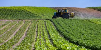 Naâma: 10.000 ha destinés à l’investissement agricole