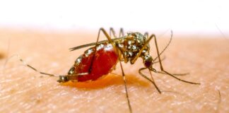 Des chercheurs découvrent un moyen innovant pour limiter la reproduction des moustiques grâce à la suppression de leur sens de l’audition