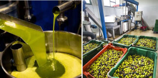 M’sila: Production prévisionnelle de 2,5 millions de litres d’huiled’olive