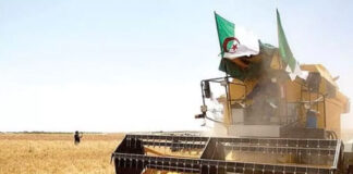 Ghardaïa: Près de 58.000 quintaux de céréales engrangés