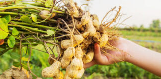 Ghardaia: Production prévisionnelle de plus de 6 900 quintaux d’arachides