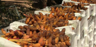 2e Salon international des dattes: Plus de 180 exposants attendus au Palais des expositions