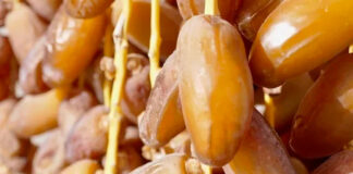 Agriculture: Les dattes algériennes exportées vers plus de 90 pays