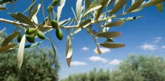 Il est prévu la plantation d’un million d’oliviers d’ici la fin de l’année: L’Algérie poursuit le développement de sa production d’huile d’olive