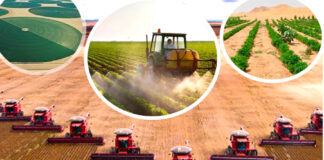 Cultures stratégiques: Une feuille de route multisectorielle pour accompagner les investissements dans le Sud