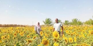 Ouargla: Près de 14 000 quintaux de maïs jaune et plus de 12 000 quintaux de tournesol attendus