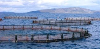 Aïn Temouchent: Projet d’investissement pour la création d’une ferme aquacole dans des cages flottantes