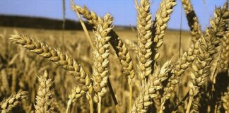 Céréales: Légère baisse de la production mondiale prévue en 2024