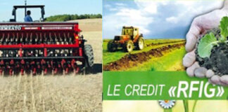 Constantine: Près de 1700 dossiers de crédits R’fig validés pour les céréaliculteurs