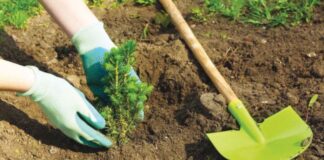 Constantine: Plantation de 1.100 arbustes d’ornement dans le cadre d’une opération de volontariat