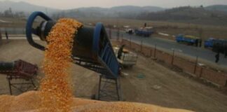 El-Bayadh: Lancement des travaux de réalisation de six centres de proximité pour le stockage des céréales