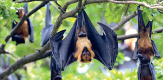 Etats-Unis: Une prof meurt après avoir été mordue en classe par une chauve-souris