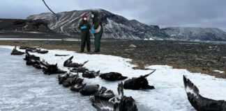 OMSA: La grippe aviaire a tué plus de 300 millions d’oiseaux dans le monde depuis 2021