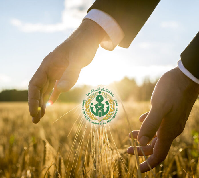 Businessman holding his hands around an ear of wheat