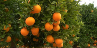 Mostaganem: Abondance d’agrumes et baisse des prix