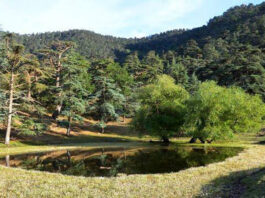 Tissemsilt: 9 réservoirs d’eau construits en zone forestière