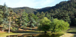 Tissemsilt: 9 réservoirs d’eau construits en zone forestière