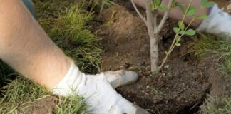 Constantine: Plantation de plus de 5.000 arbustes en zones forestières et urbaines