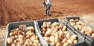 Tébessa: Une superficie de 54 hectares consacrée à la culture de pommes de terre d’arrière-saison