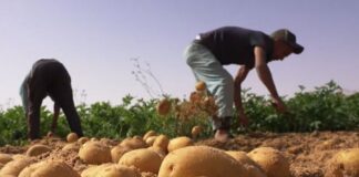 Djelfa: Production prévisionnelle de plus de 550.000 qx de pommes de terre d’arrière-saison