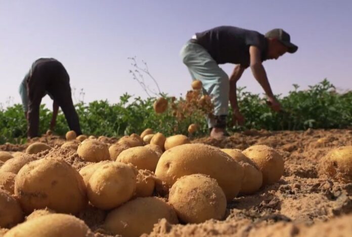 Djelfa production prévisionnelle de plus de 550.000 qx de pommes de terre