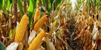 El-Meniaa: Prévision de production de plus de 86.000 quintaux de mais en grains