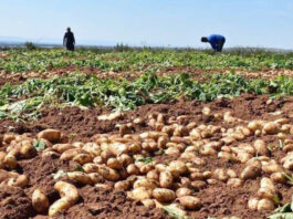 Mascara: Production prévisionnelle de plus de 1,2 million de qx de pommes de terre hors saison