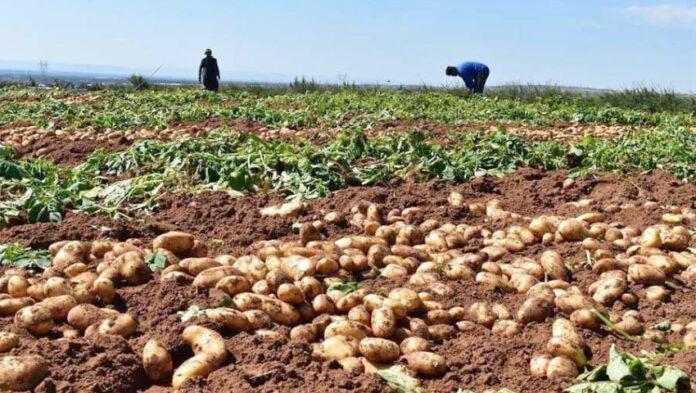 Mascara production prévisionnelle de plus de 1,2 million de qx de pommes