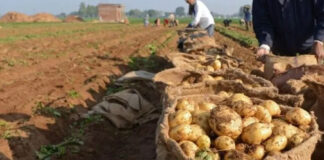 El-Meniaa: Prévision de récolte de plus de 700.000 quintaux de pommes de terre d’arrière-saison