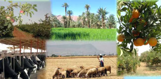 Oran: Les agriculteurs sensibilisés sur le rôle des coopératives dans le développement de la production agricole et animale