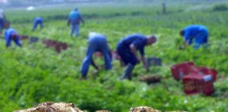 Tébessa: Une production de plus de 10.000 quintaux de pomme de terre hors saison