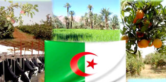 2024, une année fructueuse pour le secteur agricole en Algérie