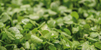 Le cresson: L’aliment le plus sain au monde selon des chercheurs
