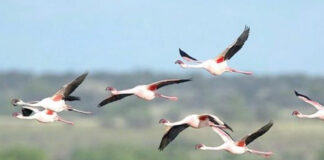 Oran: Recensement des oiseaux migrateurs aquatiques dans huit zones humides
