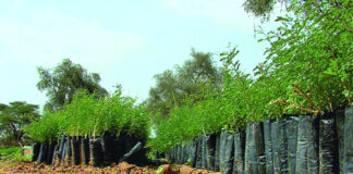 Réhabilitation et extension du Barrage vert: Des progrès satisfaisants concrétisés depuis la relance du projet