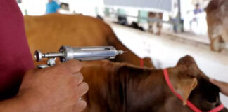 Prévention de la fièvre aphteuse: Vaccination de 400 000 têtes bovines et ovines avant fin janvier