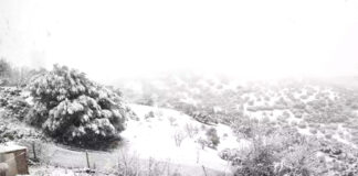 Blida: Les monts de l’Atlas Blidéen de blanc vêtu