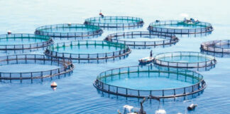 Oran: Ouverture des candidatures pour le diplôme de patron côtier aux titulaires de la Capacité de pêche