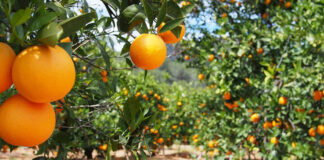 Skikda: Production prévisionnelle de 600 000 quintaux d’agrumes au titre de la campagne agricole 2024-2025