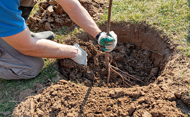 Man plants tree, nature, environment and ecology concept. Hands close up