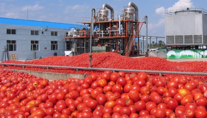 M’sila journée technique et d'orientation sur le développement de tomate industrielle