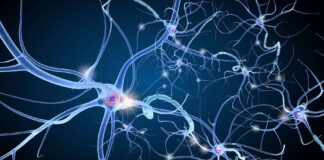 Satiété: Des neurones nous font arrêter de manger