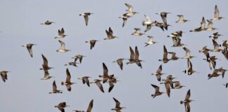 Tizi-Ouzou: près de 2.000 oiseaux d’eau migrateurs recensés