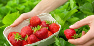 Skikda: Production prévisionnelle de plus de 1.900 quintaux de fraise pour la saison 2024-2025