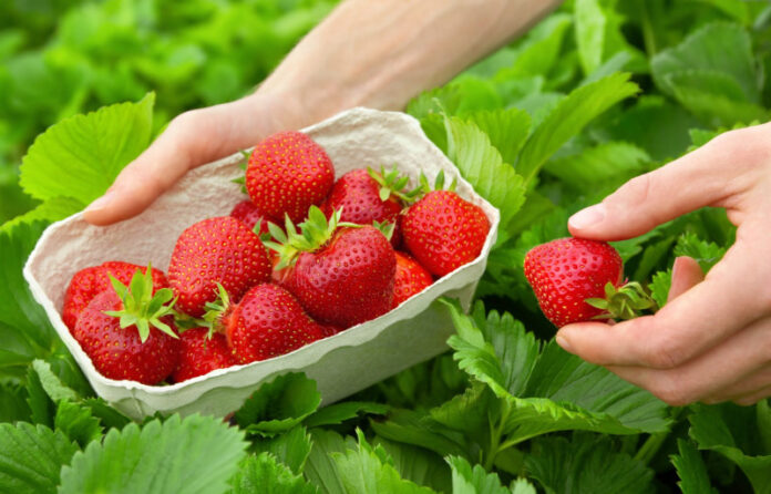 CREATOR: gd-jpeg v1.0 (using IJG JPEG v62), quality = 82