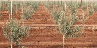 Tizi-Ouzou: Lancement d’une opération de plantation de 2.000 oliviers